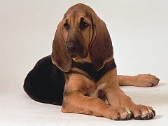 Buddy, Baby Bloodhound
